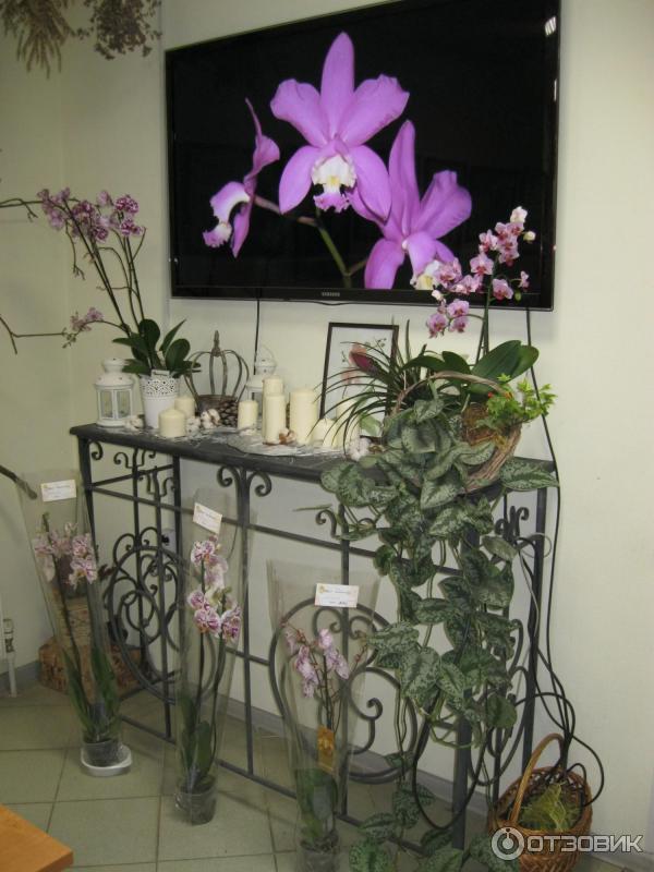 Выставка орхидей в Ботаническом саду ТвГУ (Россия, Тверь) фото