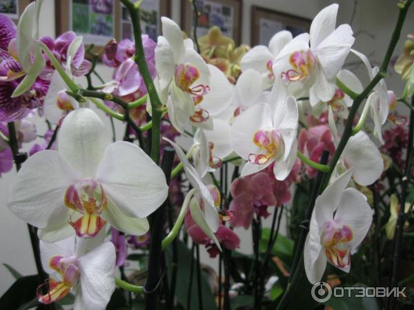 Выставка орхидей в Ботаническом саду ТвГУ (Россия, Тверь) фото