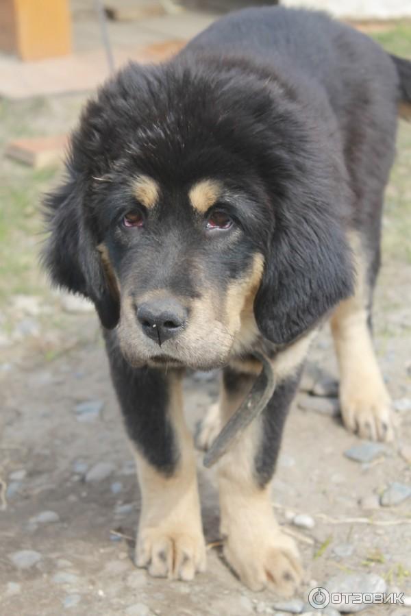 Отзыв о Порода собак Тибетский мастиф | Самая дорогая собака в мире! Цена  в России в рублях. Фото 2-ух моих собак.
