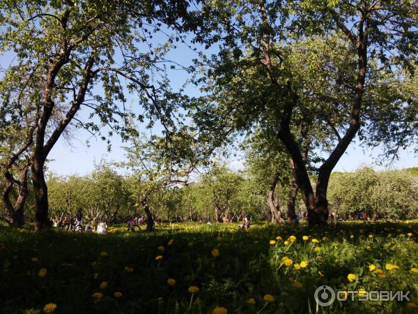 Яблоневый сад в Коломенском (Россия, Москва) фото