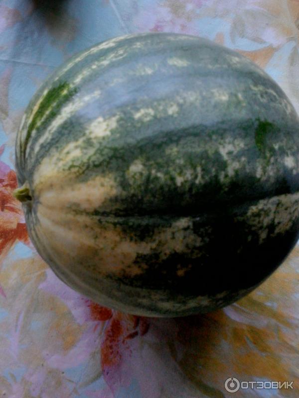 Семена арбуза Аэлита Бочка меда фото