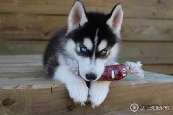 Порода собак Сибирский хаски фото