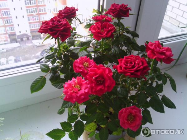 Букет Роз На Подоконнике Фото
