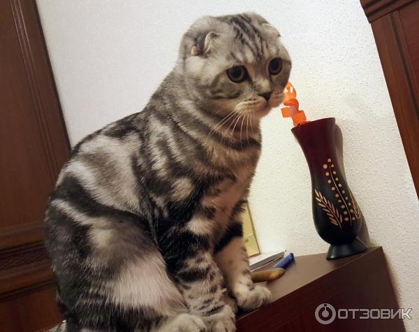 Отзыв о Порода кошек Шотландская вислоухая короткошерстная | Идеальная  домашняя кошечка. Окрас мрамор на серебре.