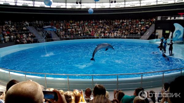 Дельфинарий Новосибирск Фото