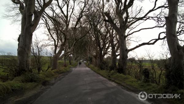 Тоннель Dark Hedges (Великобритания, Северная Ирландия) фото