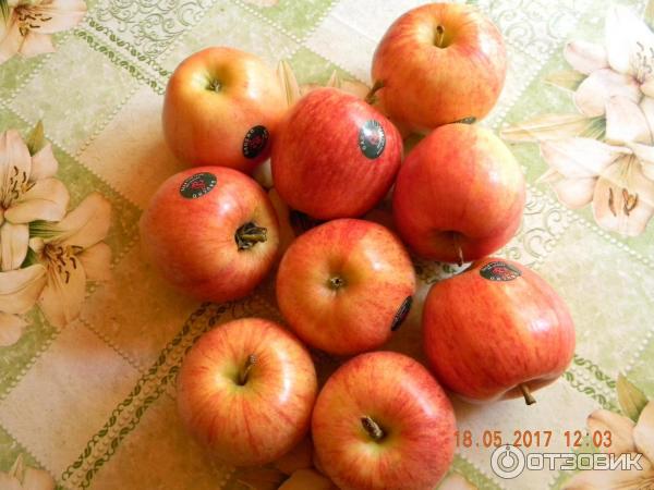 Яблоки Роял Гала Фото И Описание Сорта